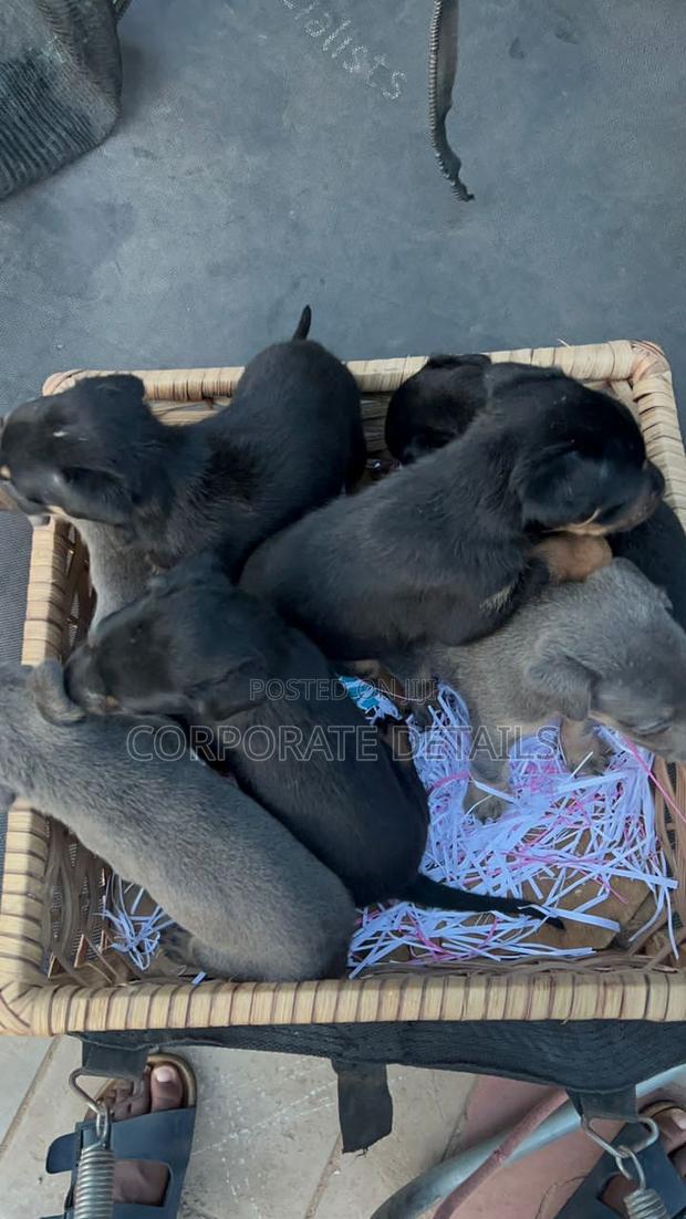 0-1 month Male Purebred Doberman Pinscher · Photo 2