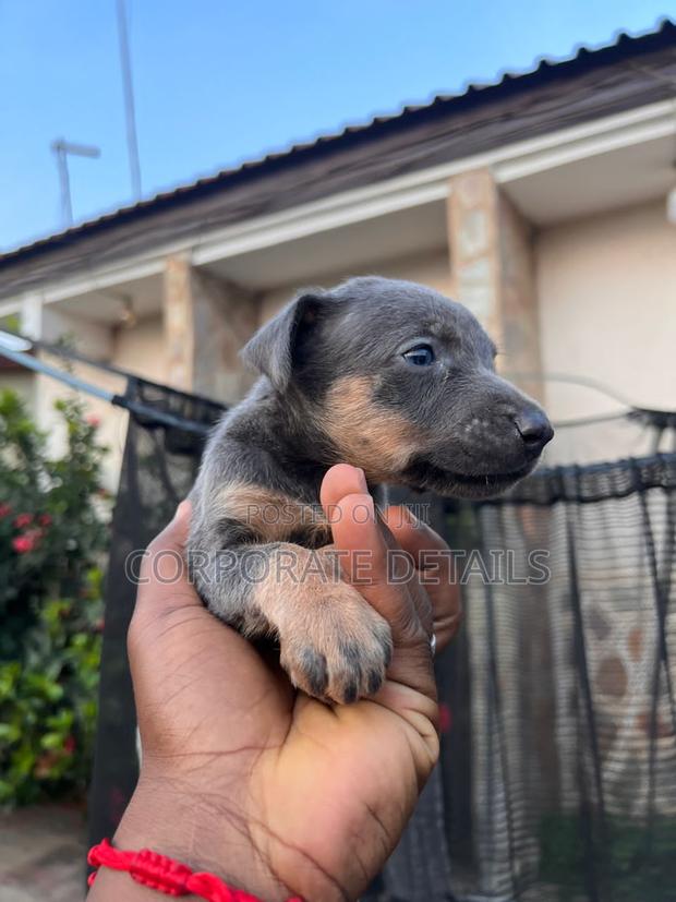 0-1 month Male Purebred Doberman Pinscher · Photo 2