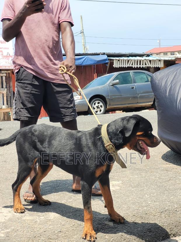 1+ year Male Purebred Rottweiler · Photo 3