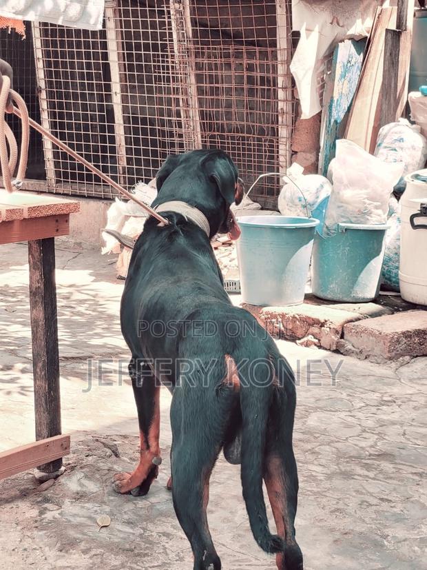 1+ year Male Purebred Rottweiler · Photo 4