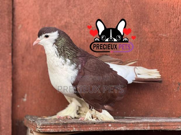 Adult Male Lahore Pigeon · Photo 3