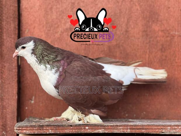 Adult Male Lahore Pigeon · Photo 4