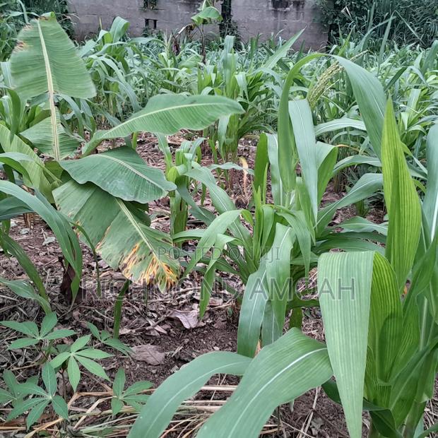 Plot for Sale at Adientem Dr Tawiah · Photo 3
