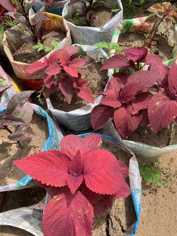 Coleus Plant photo 2