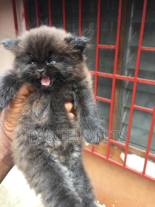 1-3 months Male Purebred Persian · Photo 2