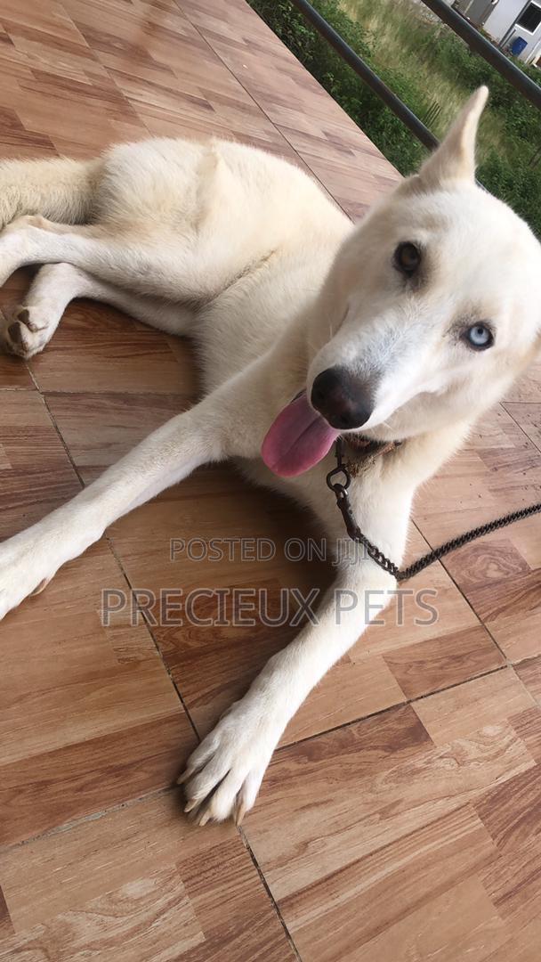 1+ year Female Purebred Siberian Husky · Photo 3