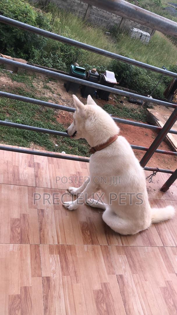 1+ year Female Purebred Siberian Husky · Photo 4
