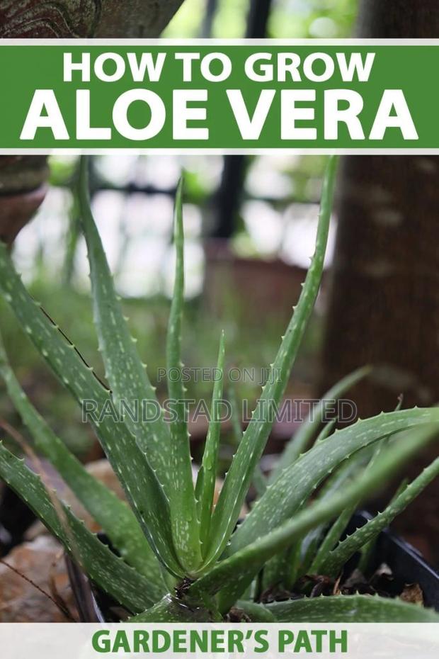 Aloe Vera Plant for Sale · Photo 3