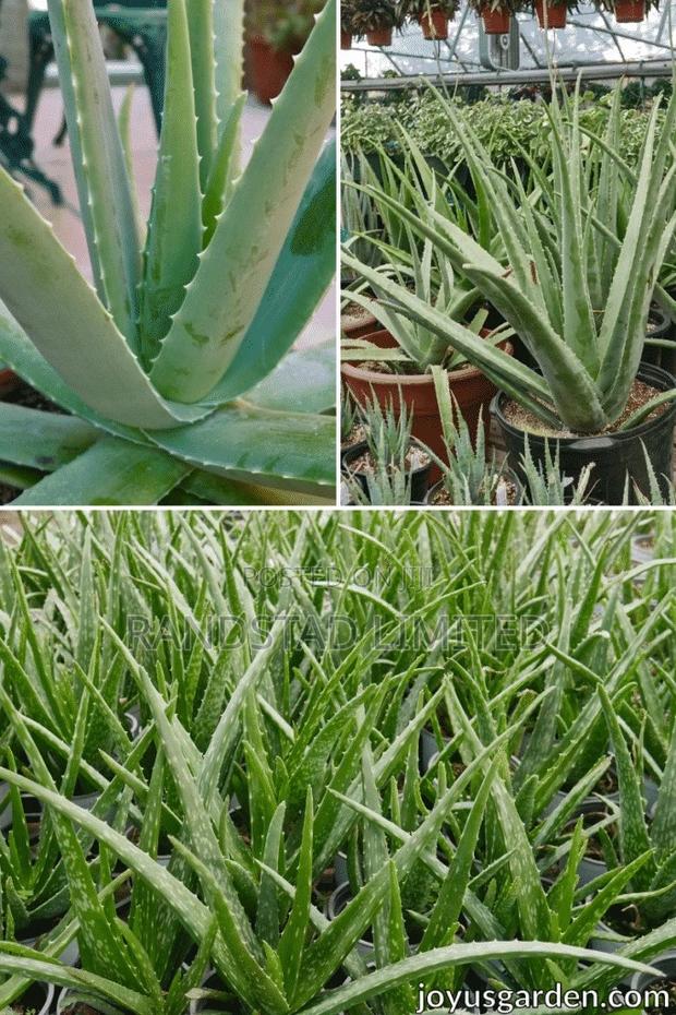 Aloe Vera Plant for Sale · Photo 4
