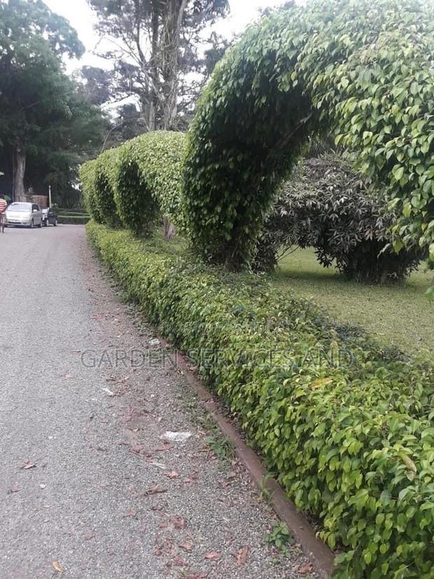 Gardening and Landscaping Service Available photo 11