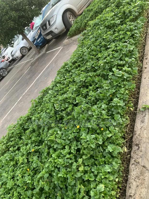 Gardening and Landscaping Service Available photo 12