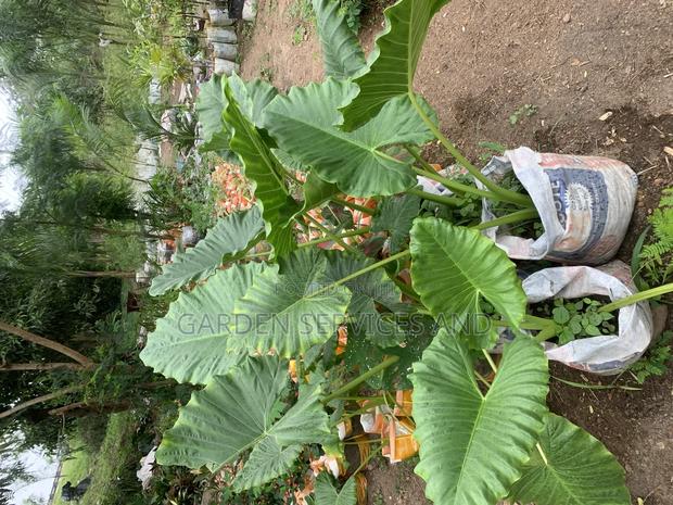 Elephant Ears for Sale photo 4