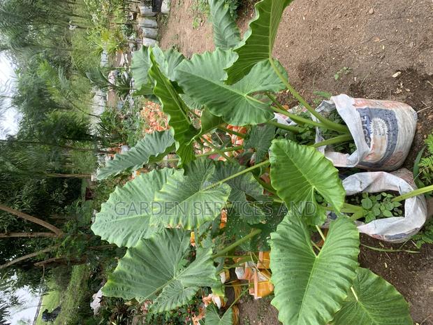 Elephant Ears for Sale photo 5
