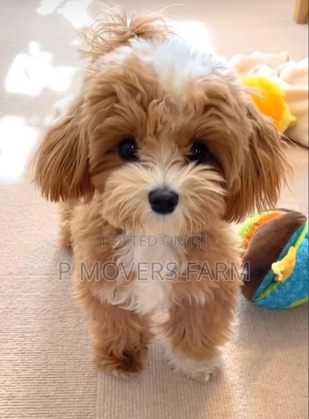 1-3 months Male Purebred Poodle · Photo 2