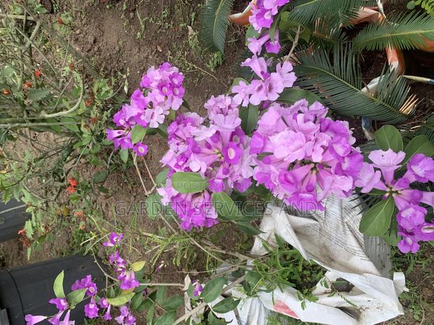 Anti Snake Flower for Sale photo 2