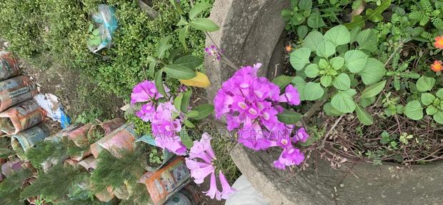 Anti Snake Flower for Sale photo 3