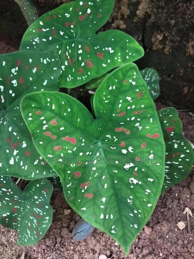 Caladium Plant for Sale