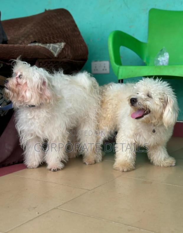 6-12 months Male Purebred Poodle · Photo 2