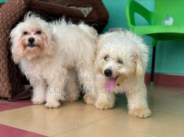 3-6 months Male Purebred Poodle · Photo 2