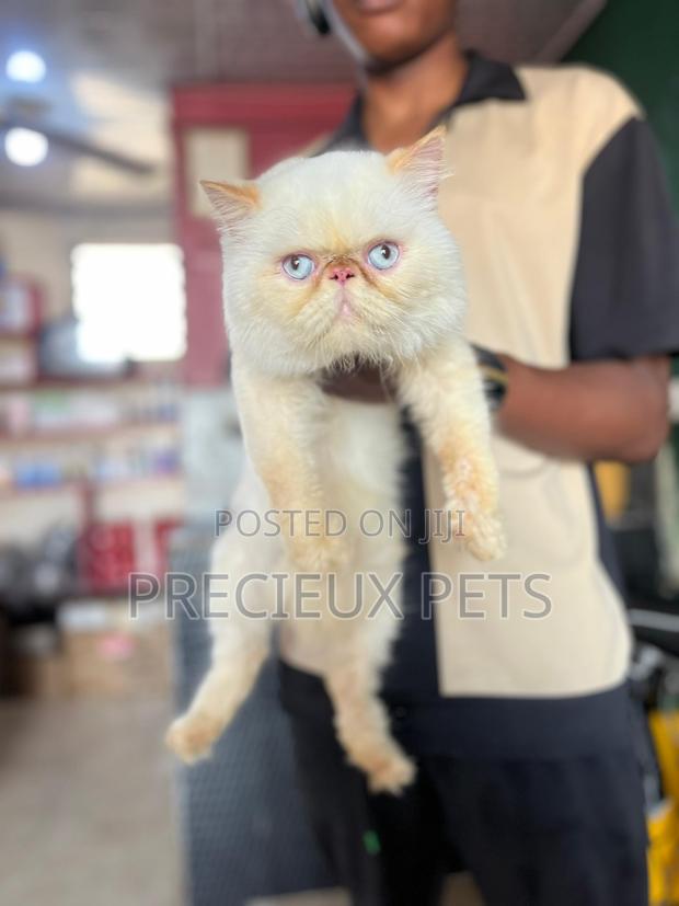 1+ year Male Purebred Persian · Photo 4