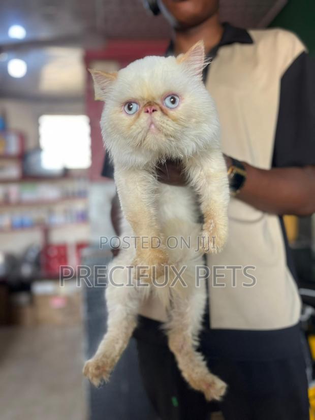 1+ year Male Purebred Persian · Photo 3