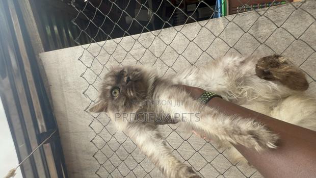 1+ year Male Purebred Persian · Photo 4