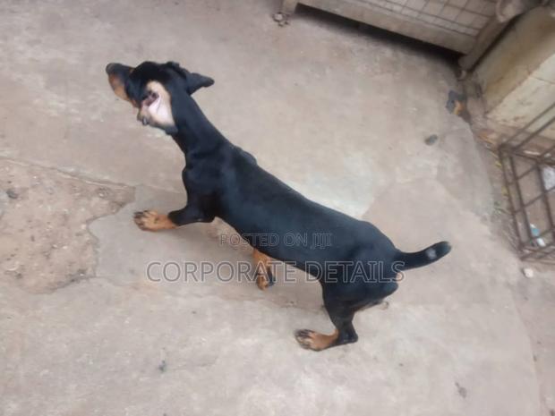 1-3 months Male Purebred Doberman Pinscher · Photo 2