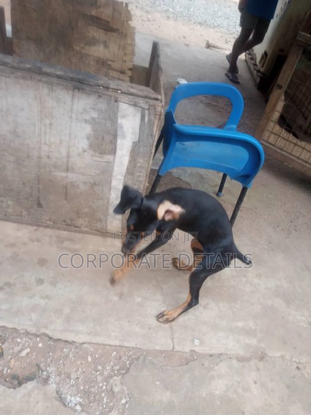 1-3 months Male Purebred Doberman Pinscher · Photo 2