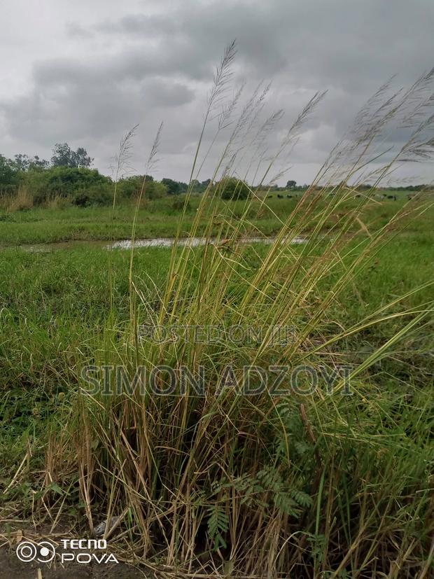 5000+ Acres of Rice Farming Land for Long Term Lease