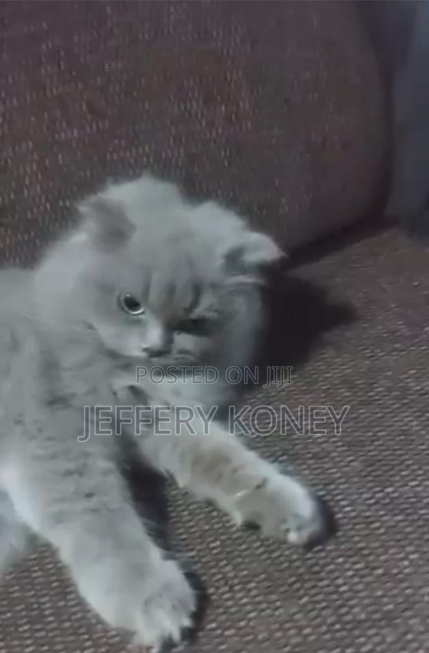 3-6 months Male Purebred Persian · Photo 2