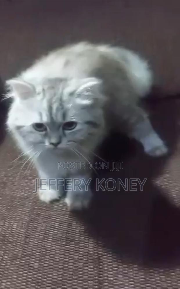 3-6 months Male Purebred Persian · Photo 3