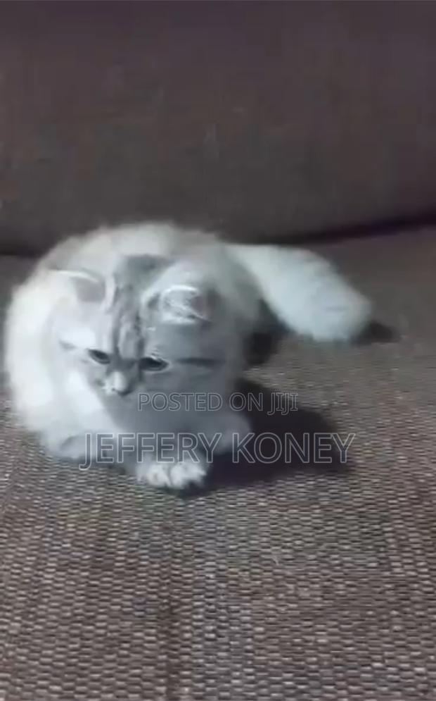 3-6 months Male Purebred Persian · Photo 4
