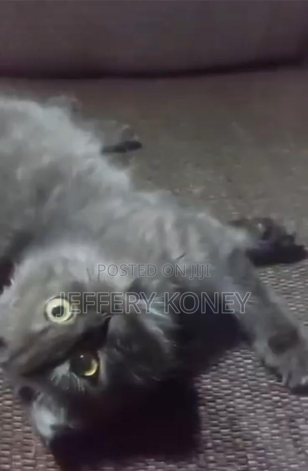 3-6 months Male Purebred Persian · Photo 2