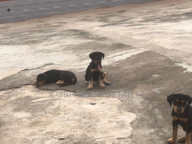 1-3 months Male Purebred Doberman Pinscher · Photo 2