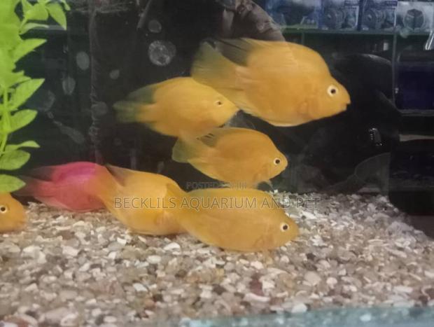 Parrot Fish · Photo 2