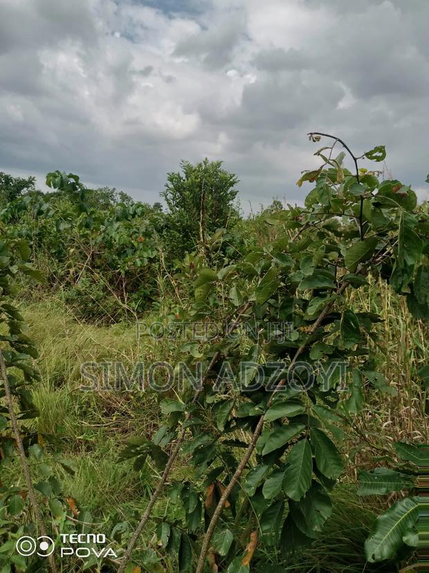 10,000 Acres of Farm Land for Long Term Lease