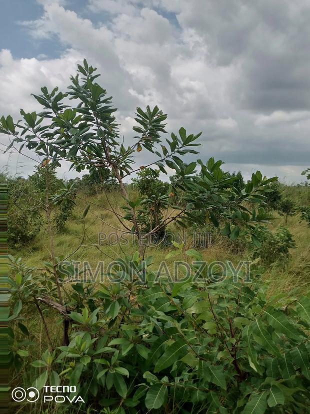 10,000 Acres of Farm Land for Long Term Lease