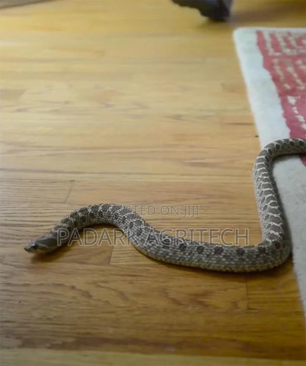 Reptiles Fumigation · Photo 4