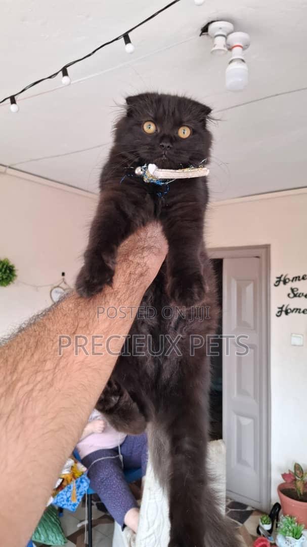 3-6 months Male Purebred Scottish Fold · Photo 3