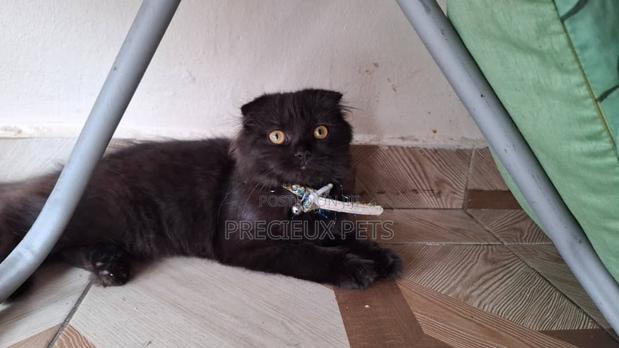 3-6 months Male Purebred Scottish Fold · Photo 4