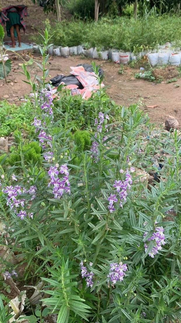 Tortoise Lavender Plant for Sale · Photo 3