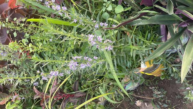 Tortoise Lavender Plant for Sale · Photo 4