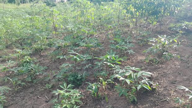 Half Plot for Sale at Nkroful _Karen · Photo 3