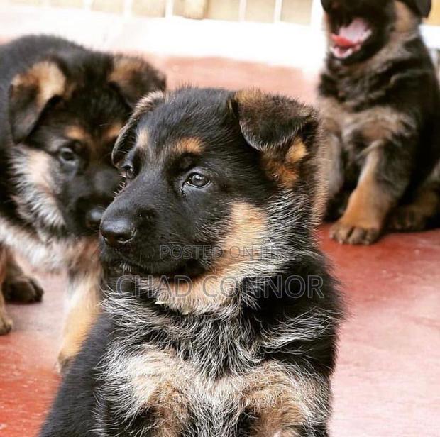 1-3 months Female Purebred German Shepherd · Photo 2