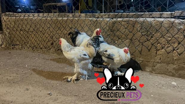Male Brahmas Chicken Tag -0003 · Photo 4
