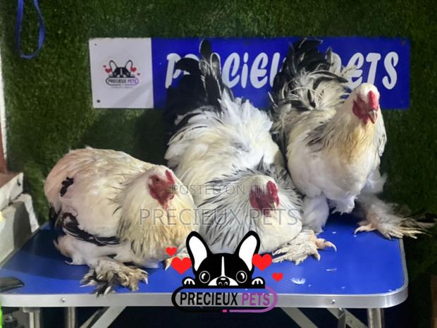 Male Brahmas Chicken Tag 0004 · Photo 4