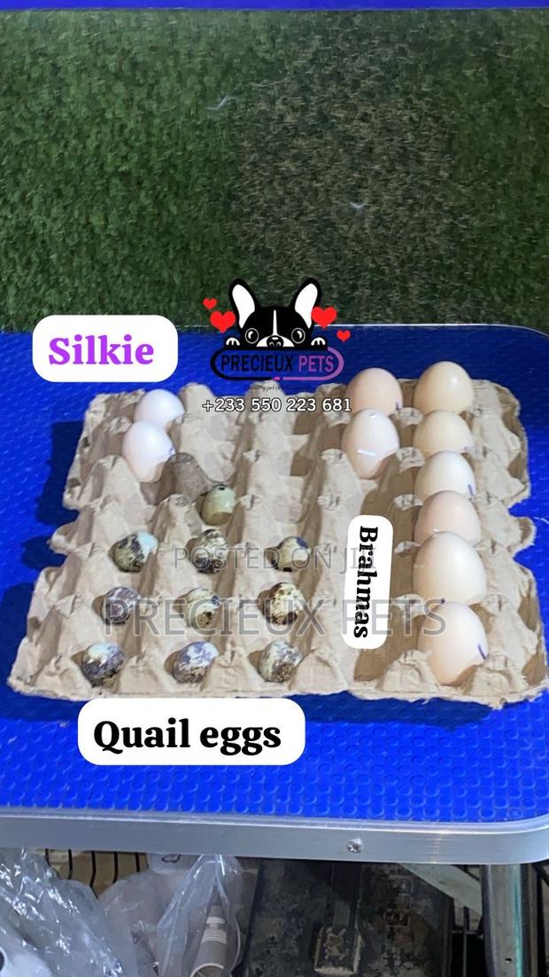 Fertilized Eggs (Silkie Bantam-Quails Birds-Brahms Chicken) · Photo 2