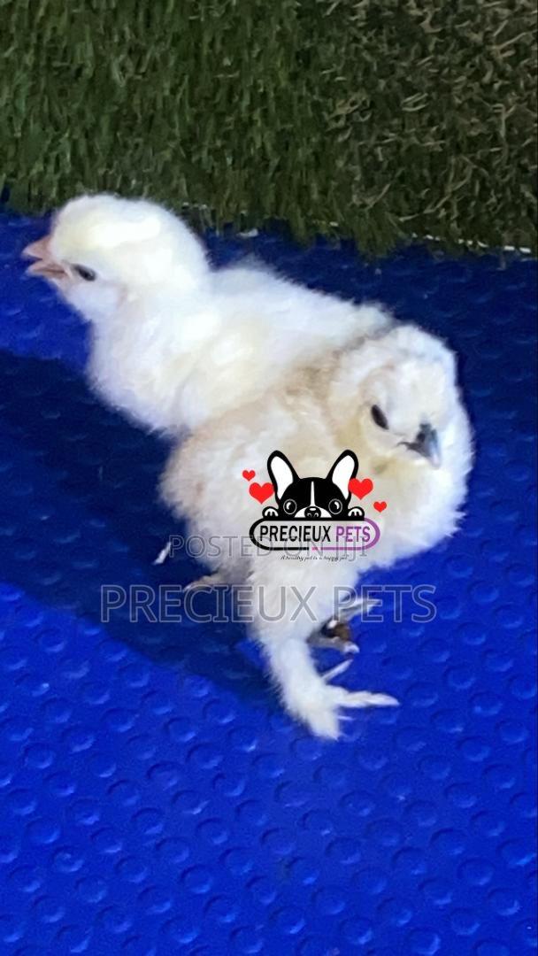 1-7 Days Old Silkie Bantam Chicken · Photo 3