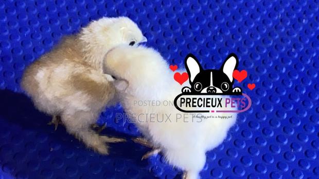 1-7 Days Old Silkie Bantam Chicken · Photo 4