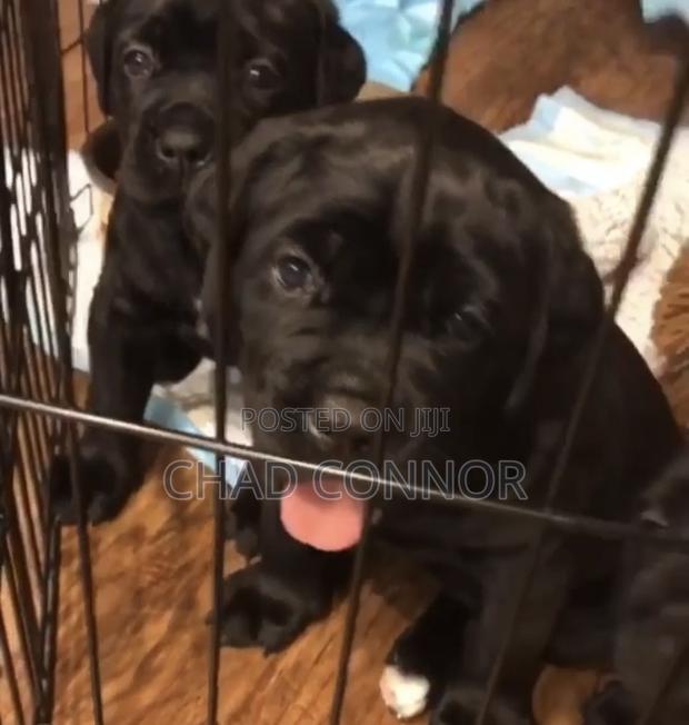 1-3 months Male Purebred Cane Corso · Photo 4